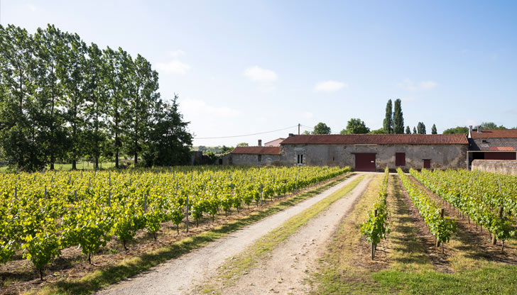 La Vigne Lechat Et Fils